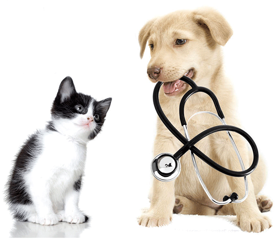 Clínicas Veterinárias em Planaltina GO